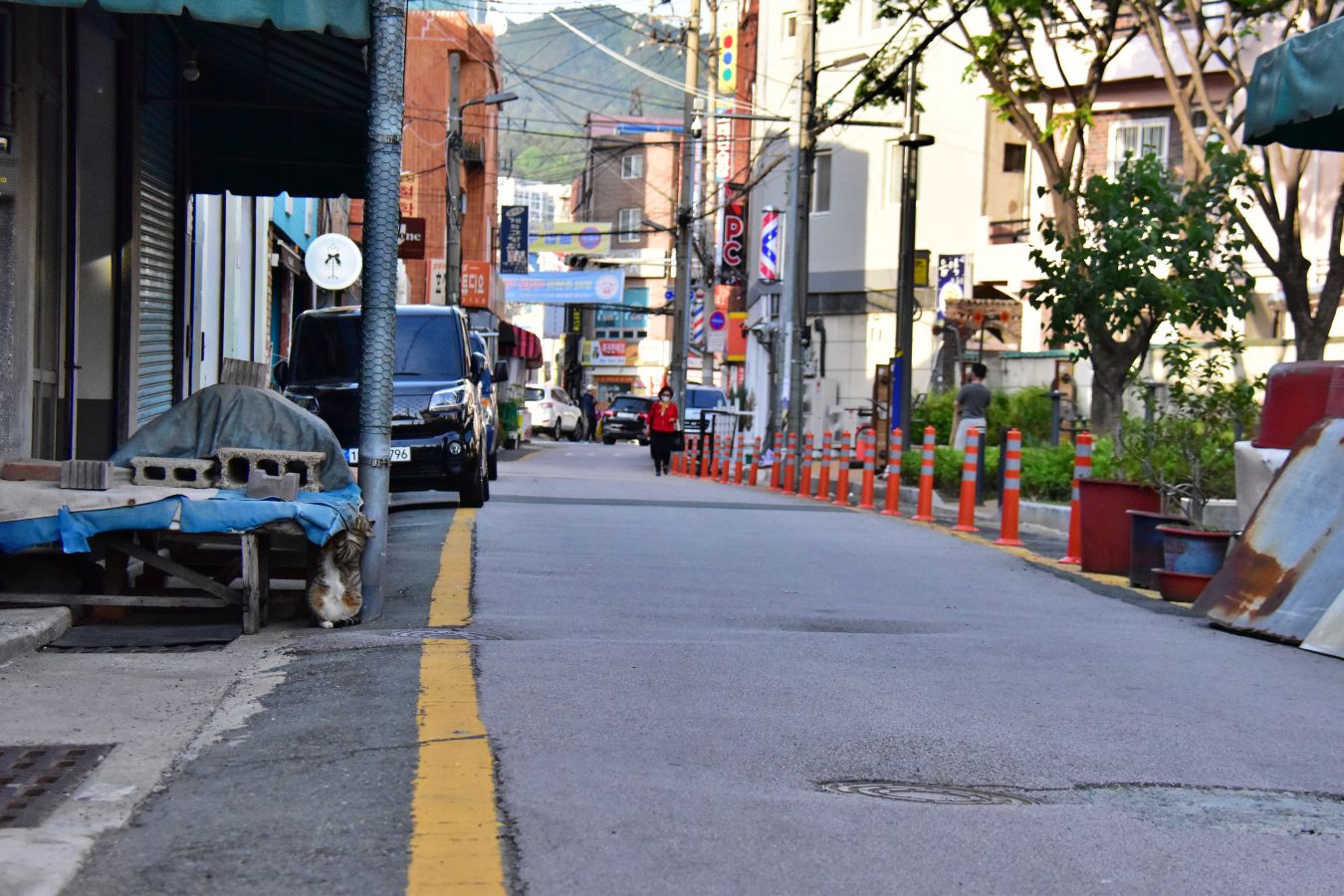 서감마을에서 본 고양이
