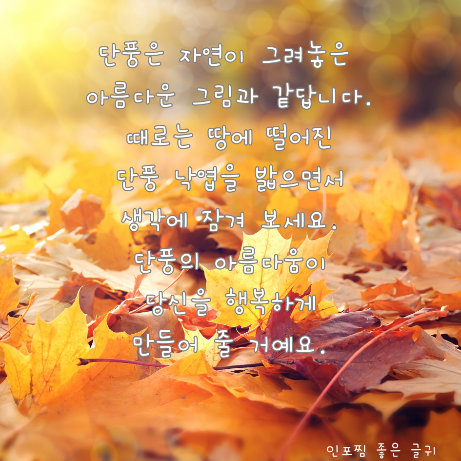 가을 인사말 문구 이미지 모음집 가을 아침 인사말 안부 메세지 모음