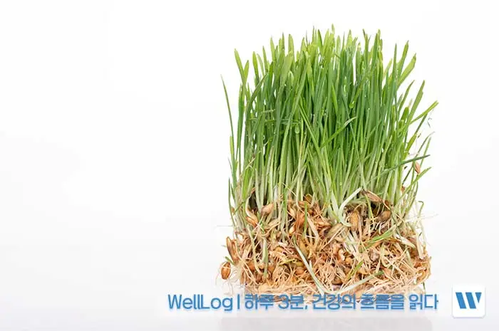 카무트 효소 효능, 먹는법