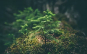 식목일 공휴일 폐지 부활 변천사 그 이유