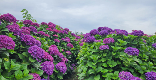 보롬왓 수국축제