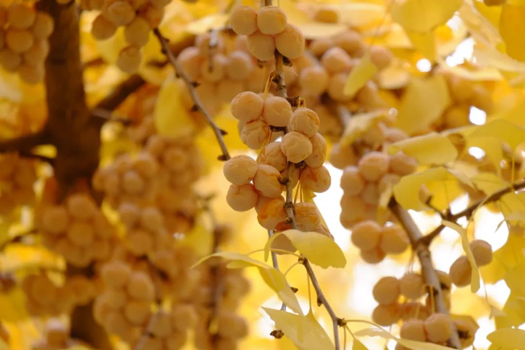 은행알 효능 및 하루 섭취량