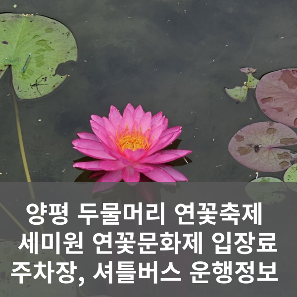 두물머리 연꽃축제 정보