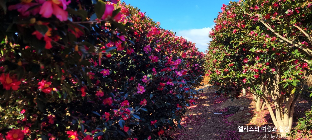 제주 노블피아호텔 주변 서귀포 가볼만한곳 BEST 10 