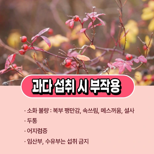 로즈힙 퓨레 부작용