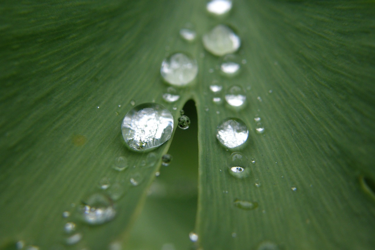 2025년 서울 장마 기간