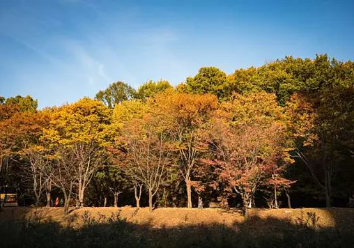 분당중앙공원
