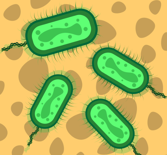 다제 내성균의 주요 종류