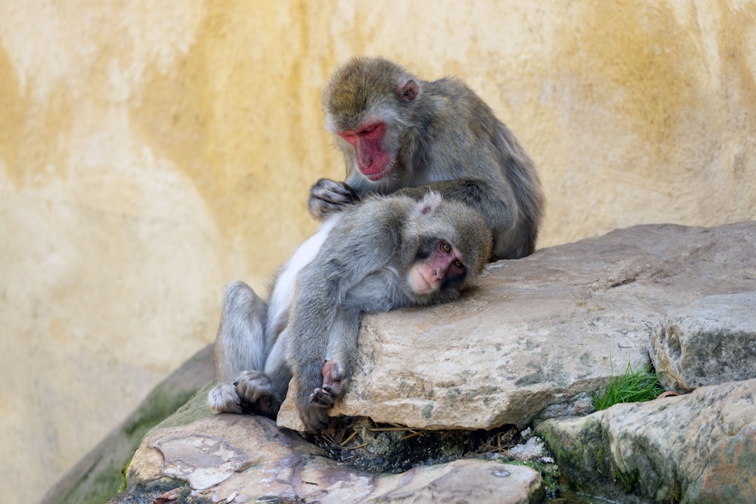 Grooming