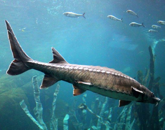 철갑상어-콘드로이친-1200mg