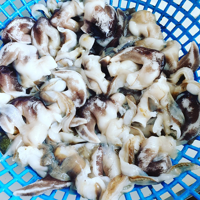 남당항 새조개 맛집 축제 가격 택배 만중이네회수산 내포횟집 전망대회수산 홍성본점 또오리회수산 온누리회수산 동백회수산 남해수산 푸른바다 싱싱바다이야기 이슬네수산 왕언니회수산