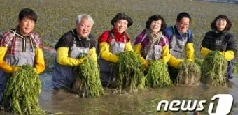 미나리 재배 수로 정비 그늘 재배 여름 관리_8