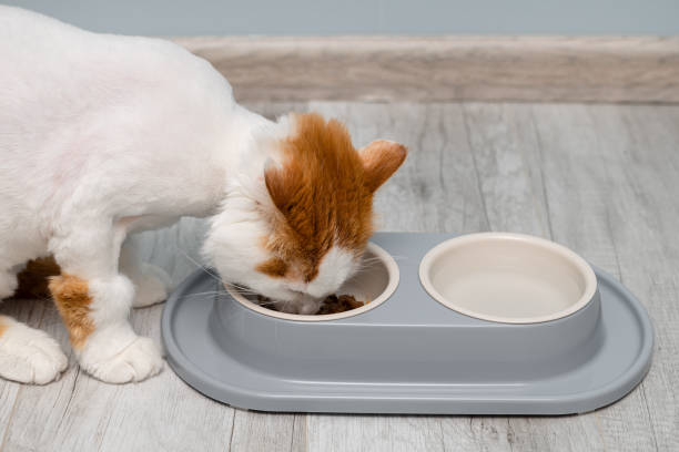 반려동물 비만의 위험성과 다이어트 필요성