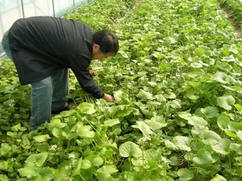 냉이 재배 가을 파종 월동 보온 봄 수확_31