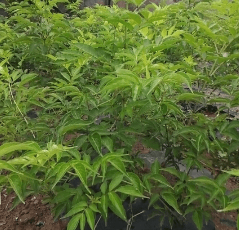 정금나무 열매 효능 꽃 묘목 재배법