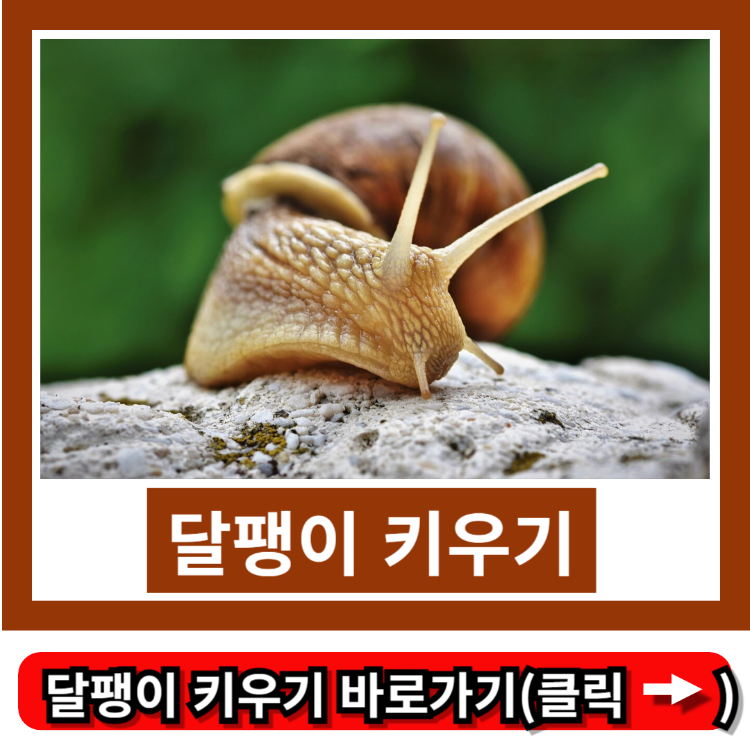 달팽이 키우기