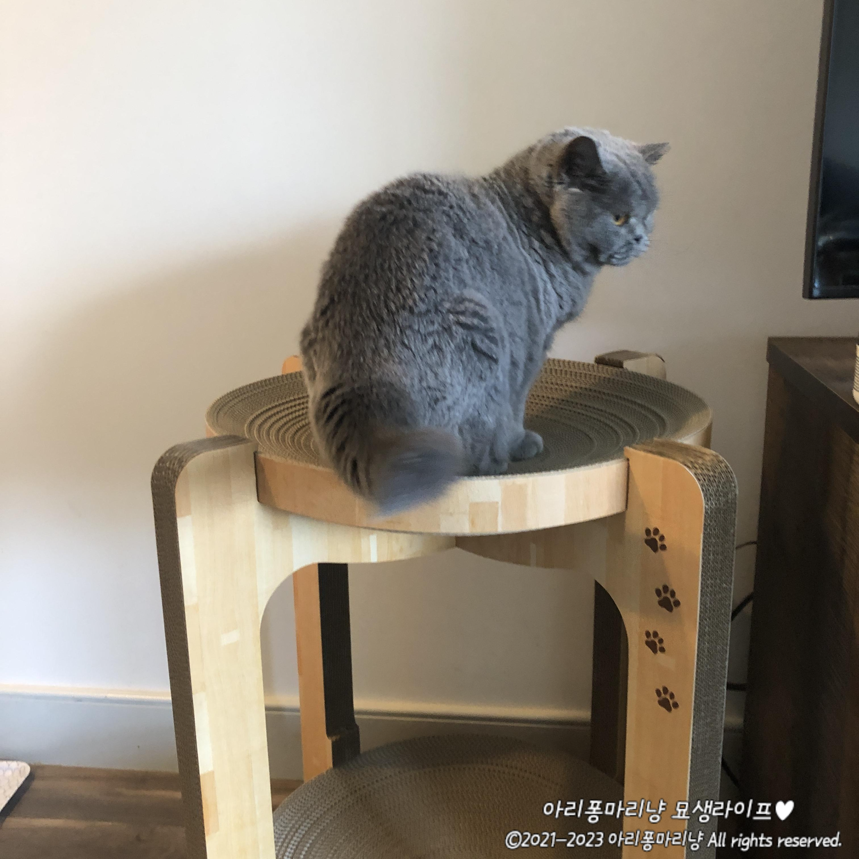고양이 스크래쳐 추천