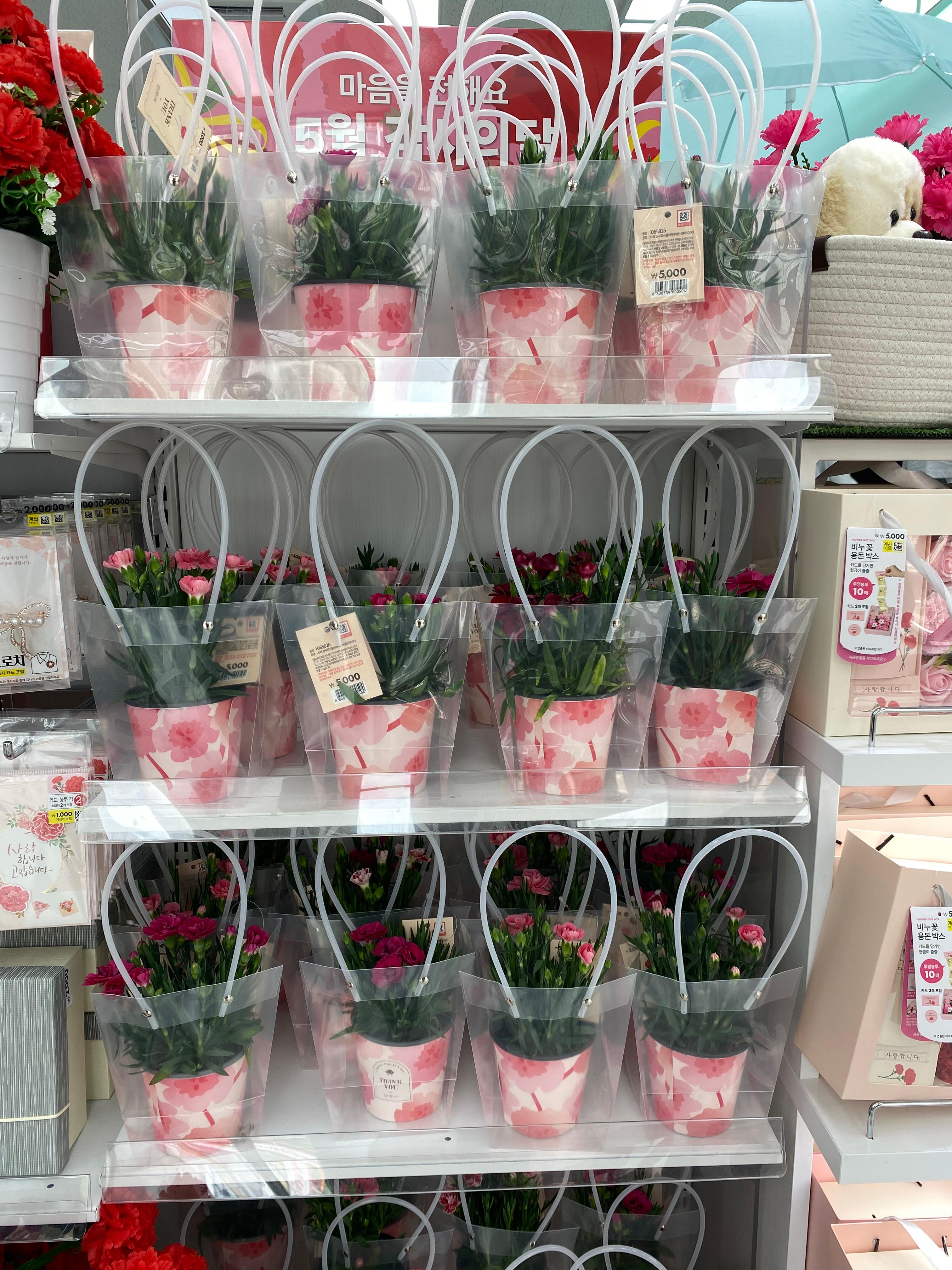 카네이션 화분들