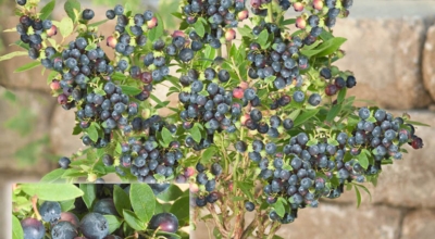 블루베리이미지