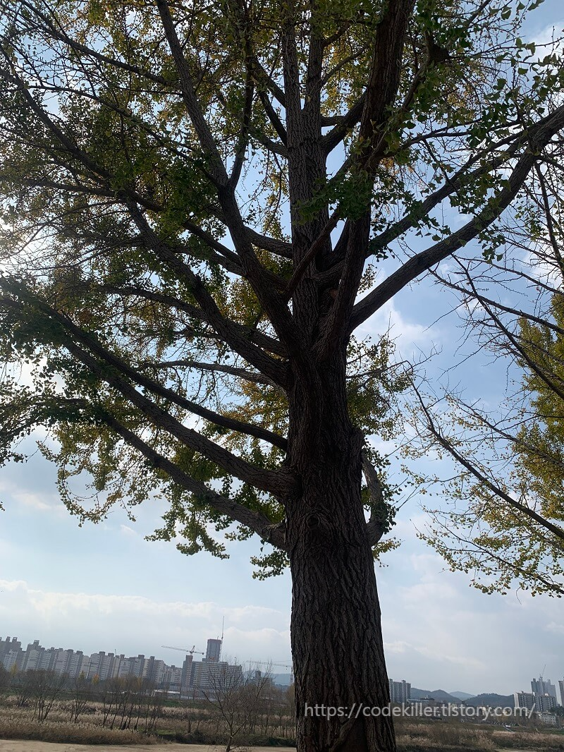 곡교천 은행나무