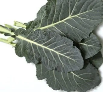 콜라드 재배 상자 텃밭 배양토 배합 병해 줄이기_5