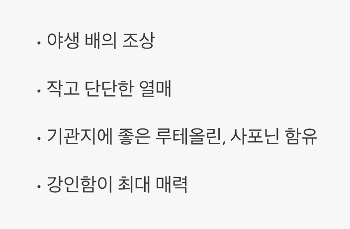 못생겼지만 보물&amp;#44; 돌배나무