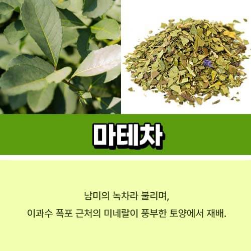 마테차