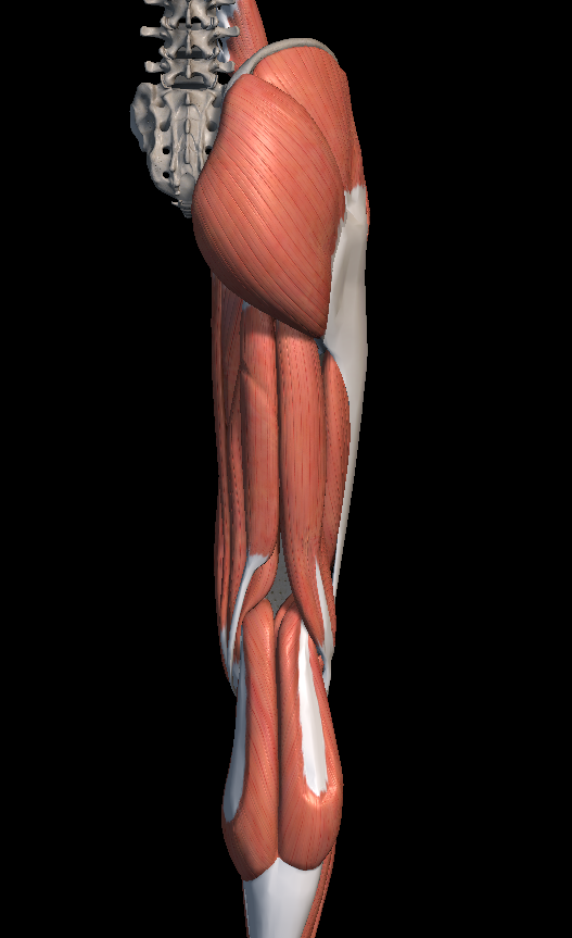 스쿼트 무릎 통증 원인