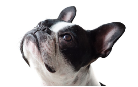 귀를 쫑긋 세운 채 집중해서 위쪽을 바라보는 흰색과 검은색 개, 벽을 바라보는 행동의 원인을 탐구하는 모습