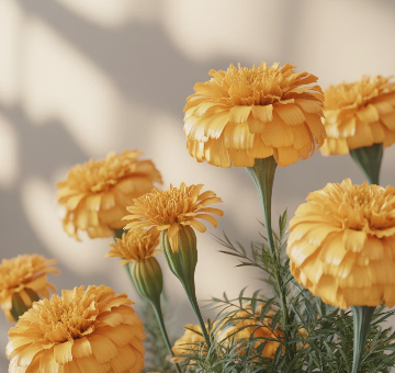 메리골드 꽃차 효능