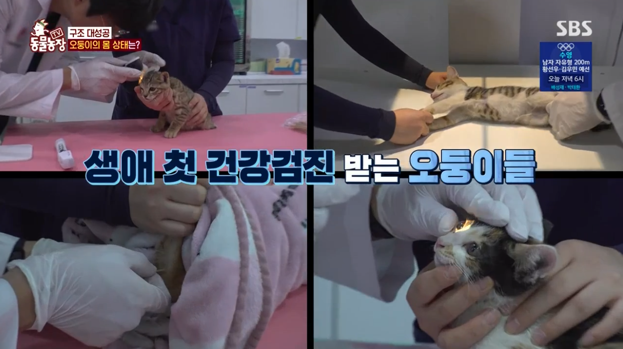 동물농장