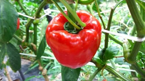 빨강-파프리카-착색단고추-효능-효과