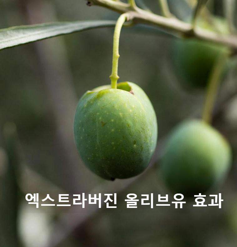 엑스트라버진 올리브유 효능을 위한 수확