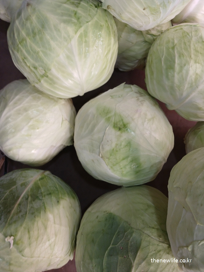 Fresh cabbages stacked at a market, rich in fiber and good for belly fat control/ 시장에서 촬영한 양배추 더미, 식이섬유 풍부한 복부비만 개선 식품