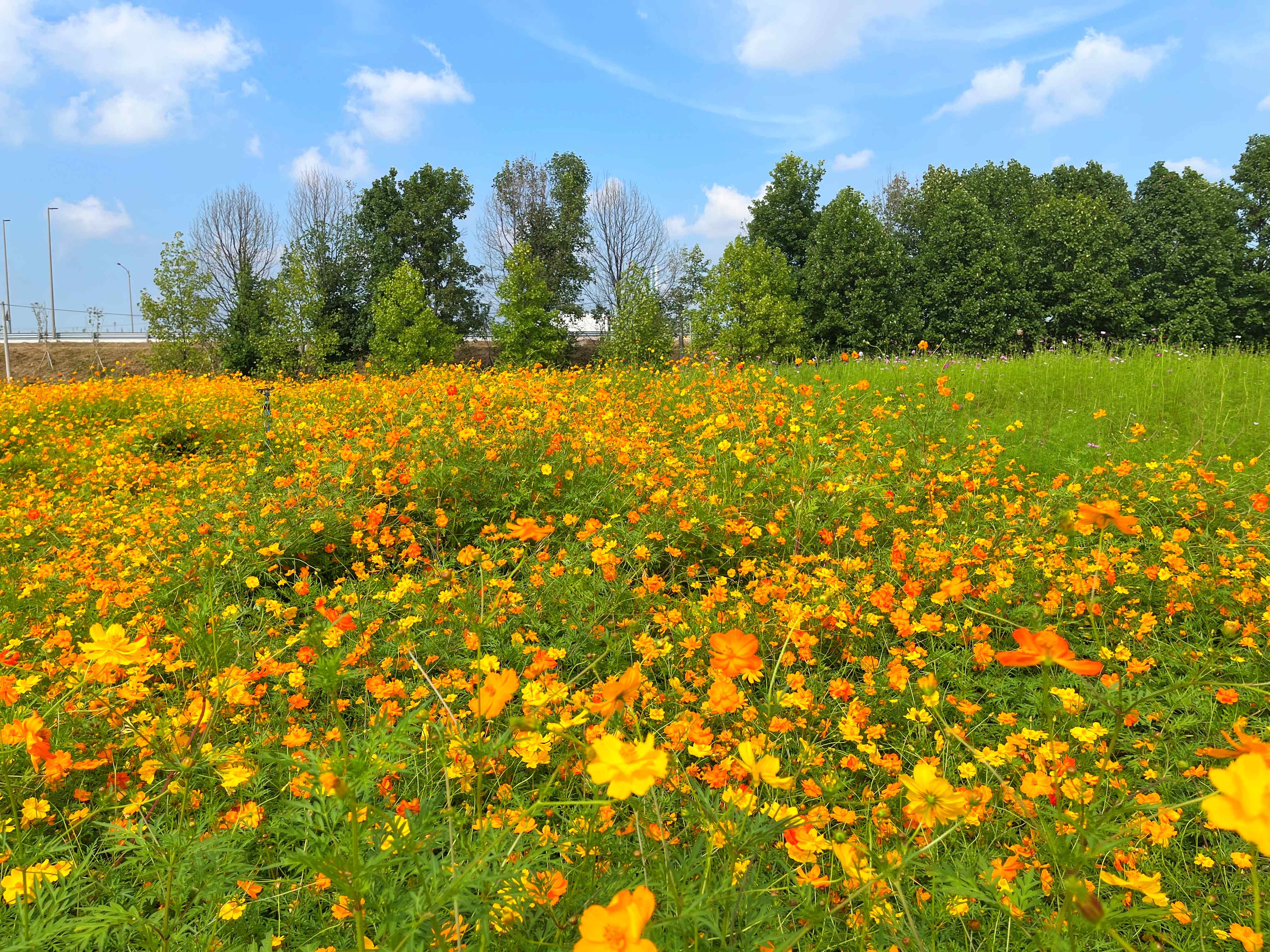구리시민공원 코스모스