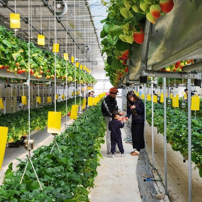 [아이 동반, 서울 근교 여행지]경기도 포천 서운동산｜딸기, 블루베리, 옥수수, 먹이주기, 밤줍기 등 체험 가득한 가족 여행지