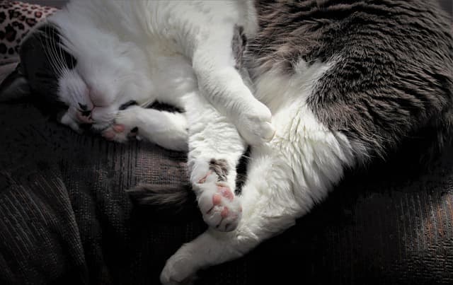 AI가 추천하는 최적의 수면 루틴 (ChatGPT 활용법 포함)