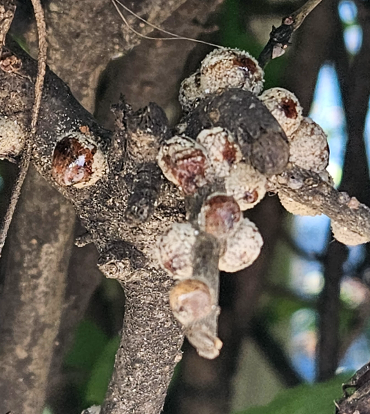 쥐똥밀깍지벌레 약충2