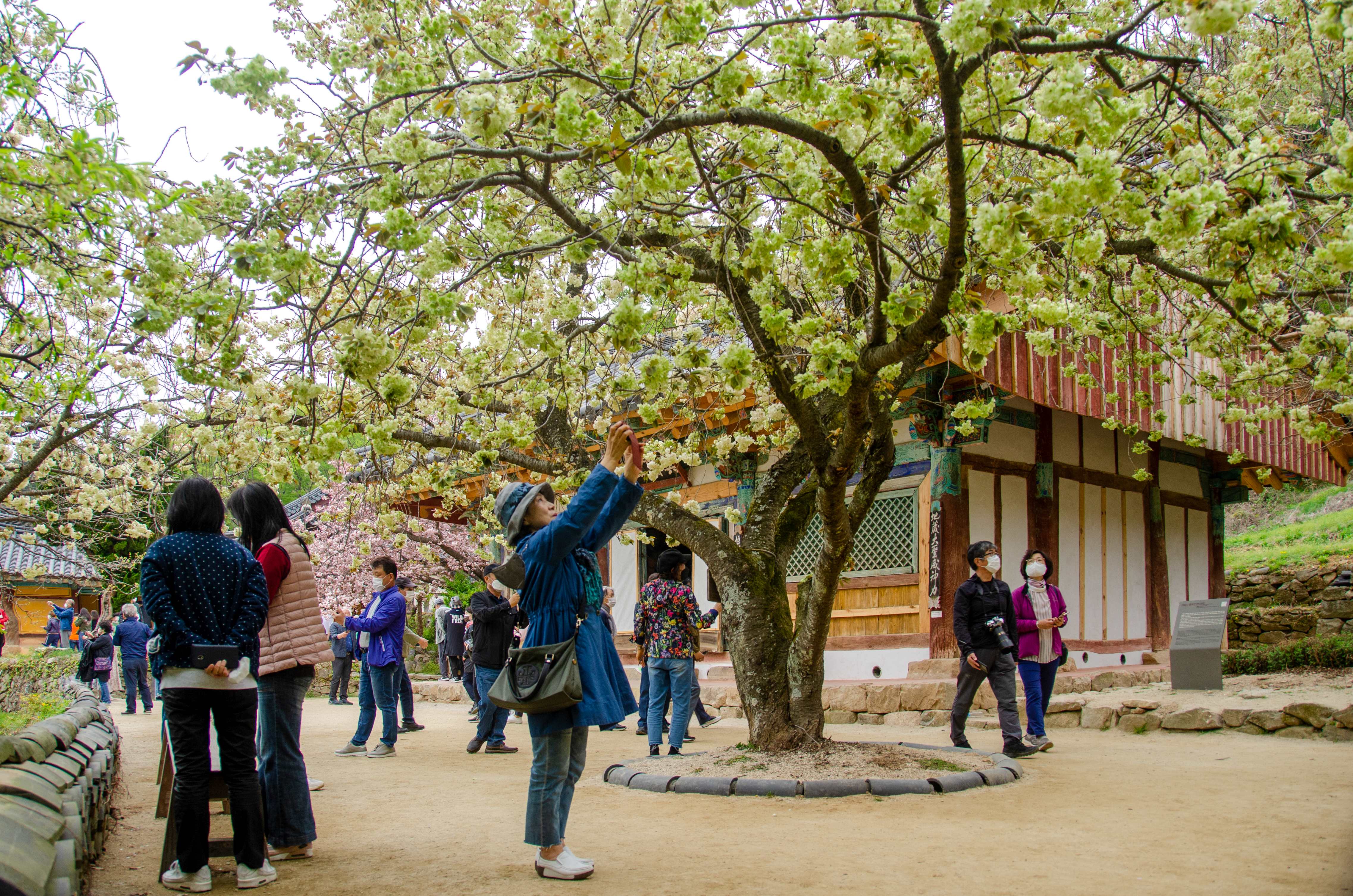 [4월 봄꽃 여행]서산 개심사 겹벚꽃&middot;청벚꽃 여행기❘벚꽃 개화 상황, 아직은 시작, 그러나 곧 절정