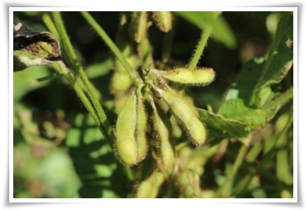 텃밭 "6월, 서리태 심으세요!" 내 손으로 직접 키워보는 검은 보석!