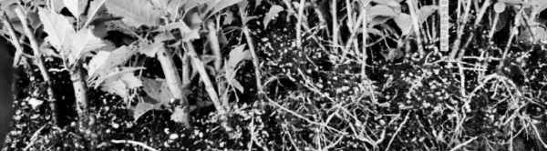 봄 묘목 심는 시기: 3월 중순 ~ 4월 초순