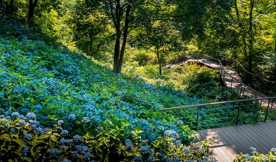 화담숲 모노레일 예약 꿀팁