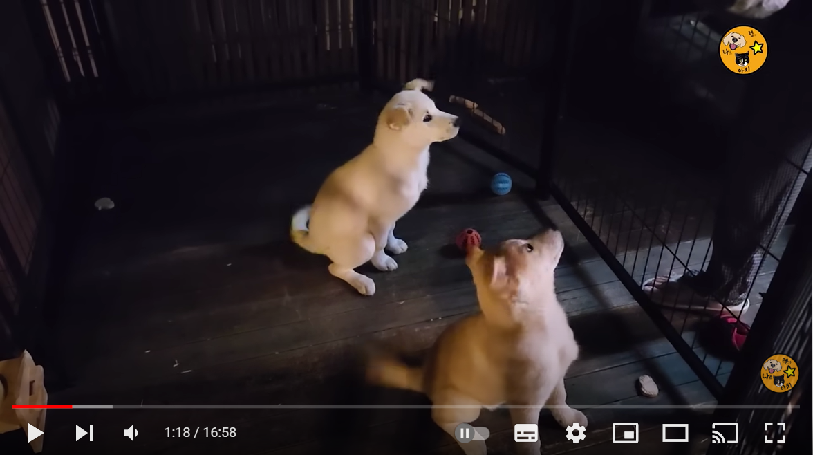 들개로 태어나 집개가 되기까지 과정_동물농장 촬영 후 임보 2주차