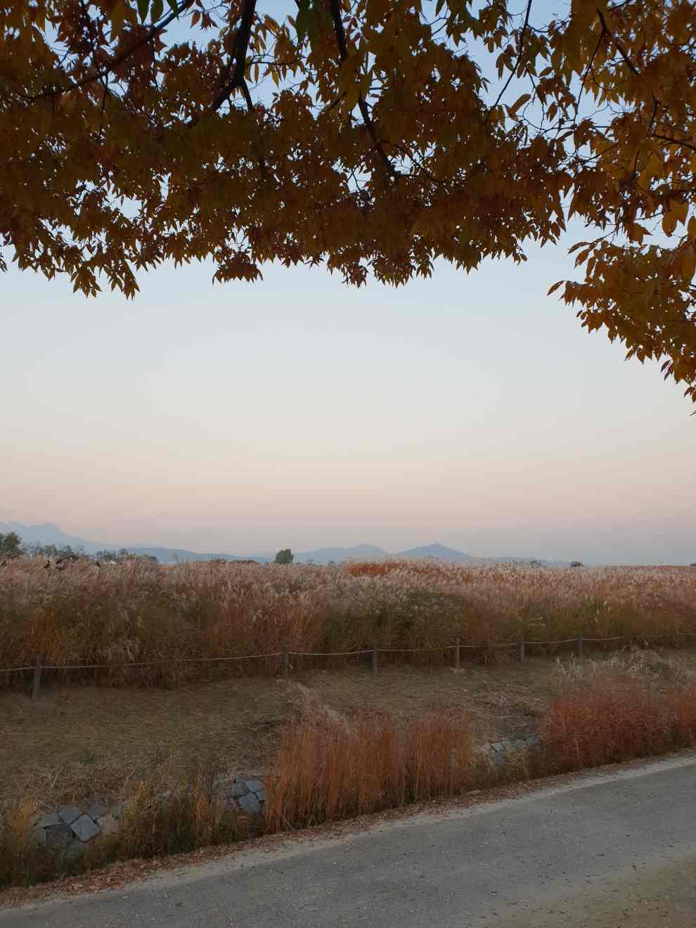 하늘공원억새축제