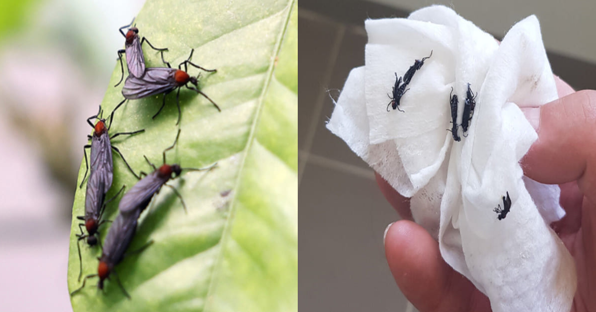 러브버그 퇴치법,러브버그 출몰 시기,러브버그 수명,러브버그 알,러브버그 익충,러브버그 방제