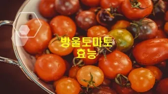 2주 이상 방울토마토 보관 시 꿀팁 오래 보관_11