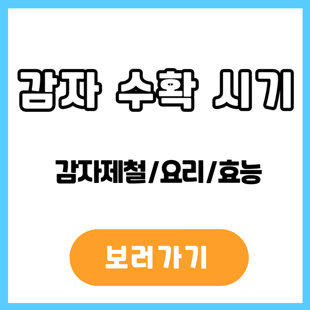 감자 수확 시기