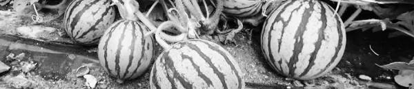 애플수박 재배 방법