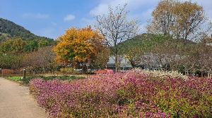 화성_우리꽃식물원_국화전시회