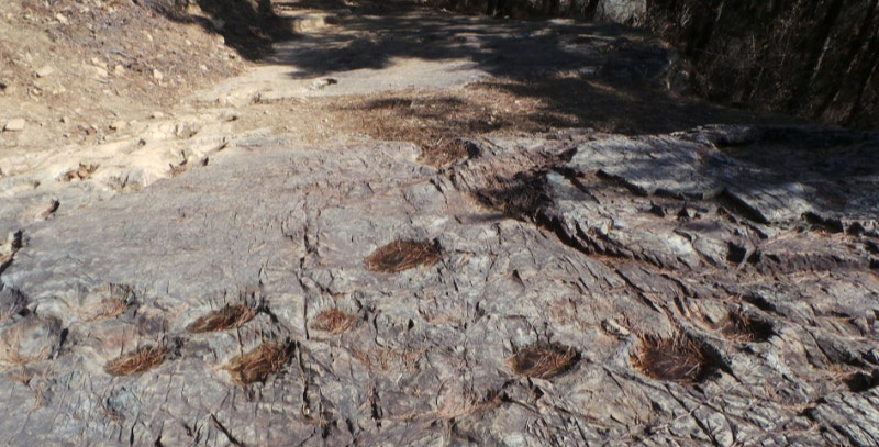 함안 명관리 공룡발자국 화석